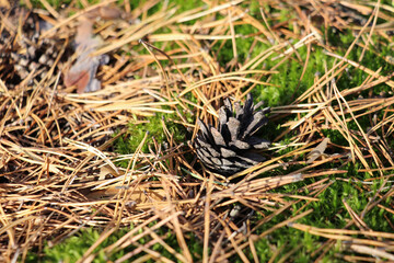 pine cone in the grass