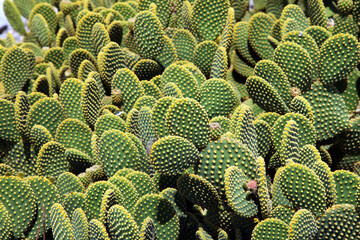 Cactus at the garden in ancient city Patara in Antalya, Turkey.