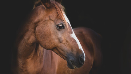 Horse portrait on a black matte background. Banner with space for text on the right