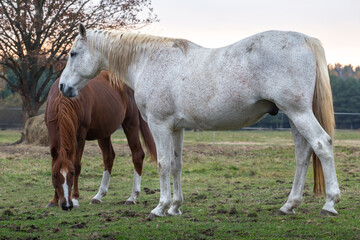 Naklejka na ściany i meble Silhouette of a white horse in the meadow. stallion