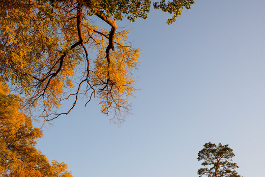 autumn trees against sky