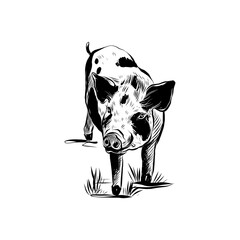 Sketch pig. Hand drawn vector illustration. Farm pig for packaging, print, design isolated on white background