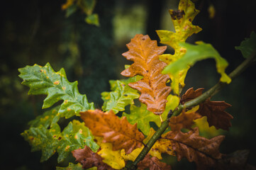 Colorful autumn oak leaf closeup. Detail of oak leaf. Dry autumn leaves.