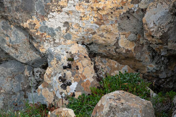 Colorful lichen growing on a rock in north Iceland