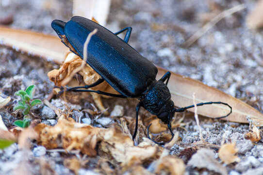 Violet ground beetle, Carabus violaceus on the ground