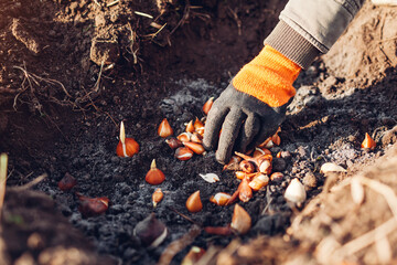 Tulip bulbs fall planting. Gardener puts bulbs in soil with ash. Autumn gardening work