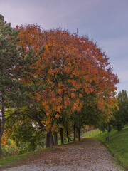 Foliage in Milan (so called star hill park)
