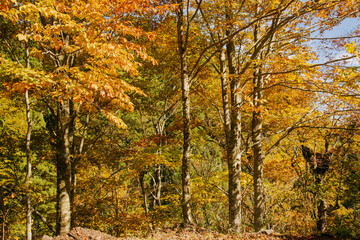 兵庫県・新温泉町の上山高原から鳥取県境の秋、林道をハイキング、ドライブ、ツーリング