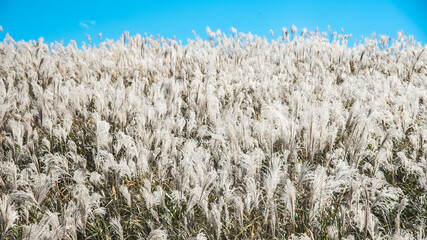 兵庫県・新温泉町の上山高原から鳥取県境の秋、林道をハイキング、ドライブ、ツーリング
