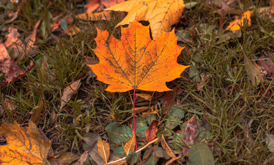autumn season nature scene of falling leaf on a ground, yellow and orange dramatic colors photo