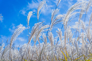 兵庫県・新温泉町の上山高原から鳥取県境の秋、林道をハイキング、ドライブ、ツーリング