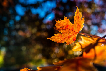 Autumn Leaf blowing in the wind - 466810641