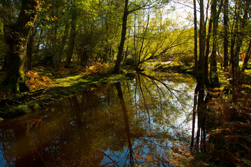 Forest stream...