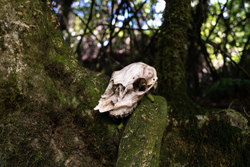 skull at Onepoto Caves near Lake Waikaremoana. New Zealand