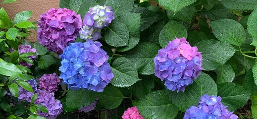 flowers in the garden