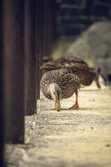 duck on the lake shore