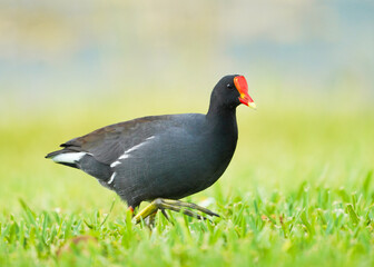 paloma, ave, animal, paloma, naturaleza, pico, fauna, emplumar, césped, gris, alas, negro, ave,...