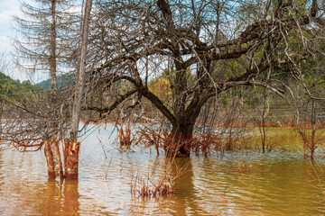 Obraz premium Contaminated Water, Polluted Nature