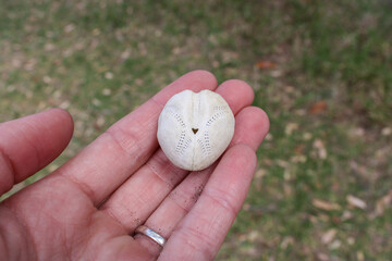 Close up of a hand holding a heart shaped shell, beach, Scandrett Regional Park, Auckland, New Zealand