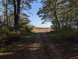 At the edge of the forest