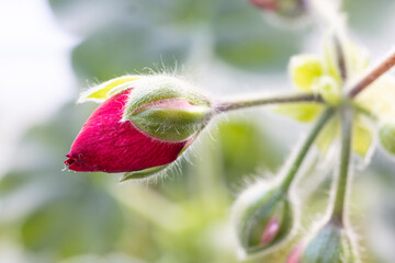 Colorful red buds of geranium or Crane's-bill flower petals macro closeup