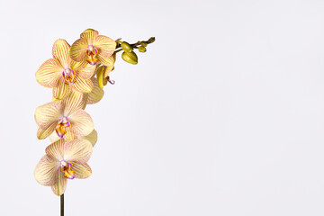 Beautiful tender yellow orchid branch isolated on white background. Flower banner with copy space.