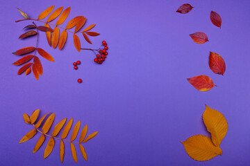 Fototapeta na wymiar Pattern of autumn leaves, yellow rowan leaves, layout on a purple background, top view.