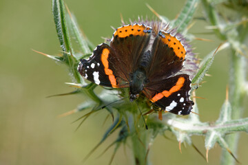 Red admiral (Vanessa atalanta) on a plant
