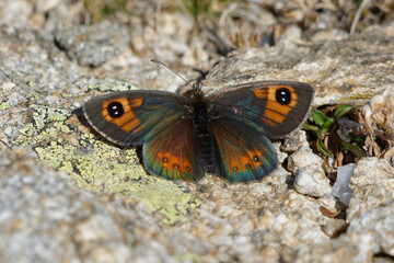 Pyrenees brassy ringlet (Erebia rondoui)