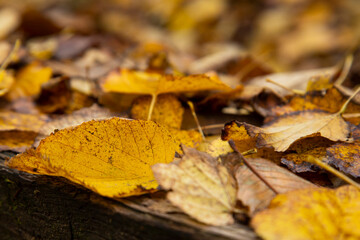 autumn linden leaves on a wooden bench