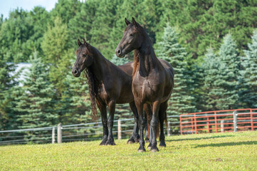 Pair of Friesian horses stand in green paddock