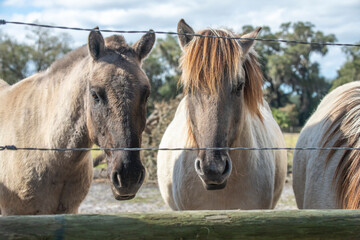 Mustang horses look through barbed wire fence