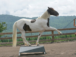 Horse performing a trick on pedestal