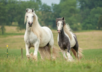 Obraz premium Vanner Horse mares run in green fields