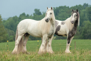 Obraz premium Gypsy Vanner Horse mares stand in green fields