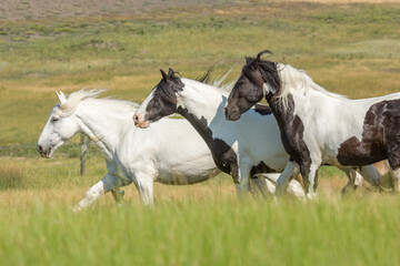 Three Gypsy Vanner horses gallop from profile