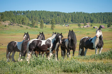 Herd of Gypsy Vanner Horses in alpine meadow