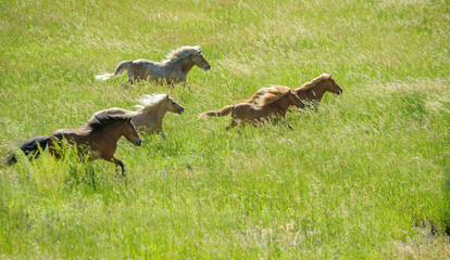 Herd of Miniature horse mares run through field of tall grasses