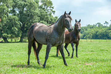 Stallion Quarter Horse with mare