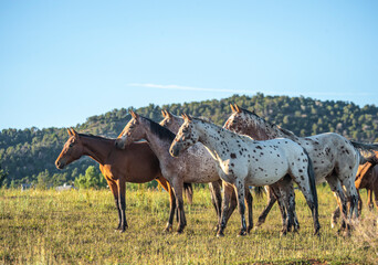 Alert Tiger Horse herd. Tiger horses are gaited, spotted trail horses with a coat color much like the Appaloosa.  The modern Tiger horse is a reconstruction of an ancient breed thought to have origina