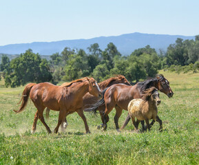 Quarter Horse mares and pony in scenic pasture