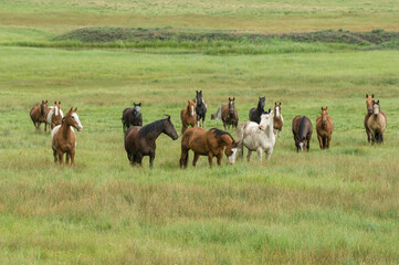 Herd of horses on range near Pagosa Springs, Colorado