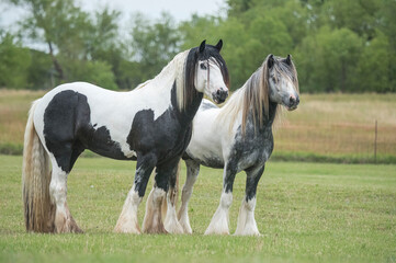 Pair of Gypsy Vanner Horses  stand together in green paddock