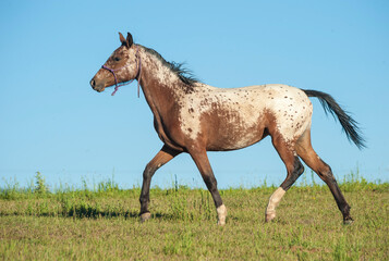 Tiger horses are gaited, spotted trail horses with a coat color much like the Appaloosa.  The...
