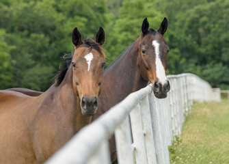 Thoroughbred horses over white fence