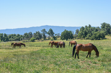 Quarter Horse mares graze in  scenic mountain pasture