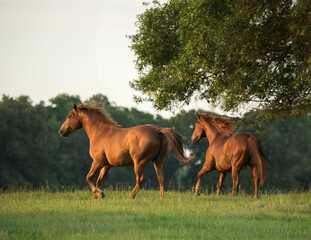Quarter Horses run across grass paddock