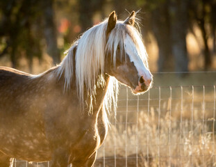 Gypsy Horse mare backlit in golden grasses