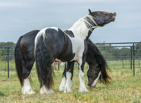 4 year old Gypsy Vanner Horse stallions flemen sniff the air
