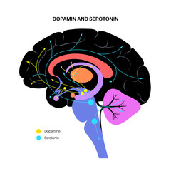 Serotonin and dopamine pathway
